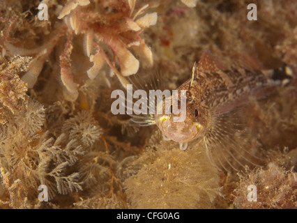 Femmina nera-di fronte bavose (Tripterygion delaisi) sotto Swanage Pier. Foto Stock