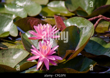 Viola ninfee fiori. Foto Stock