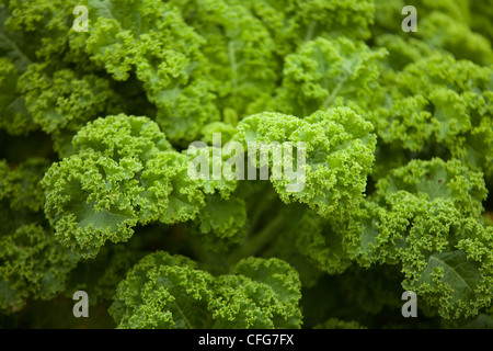 Cavolo riccio 'Vitessa' (Brassica oleracea 'Vitessa'). Foto Stock