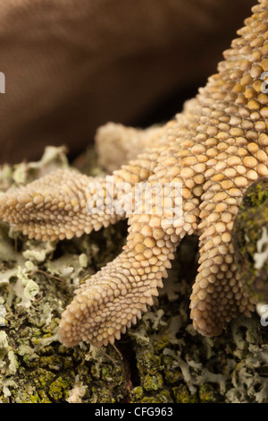 Close up di un piede da una nuova Caledonian Crested Gecko (Rhacodactylus ciliatus) su un lichen incrostati di filiale. Foto Stock