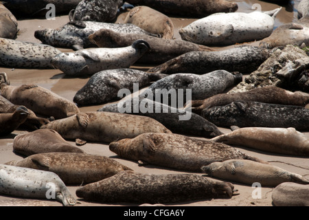 Un gruppo di sonno elefante settentrionale guarnizioni (Mirounga angustirostris) Foto Stock