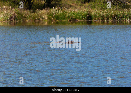 Un ippopotamo "Hippopotamus amphibius' con il suo vitello in un stagno aperto. Foto Stock