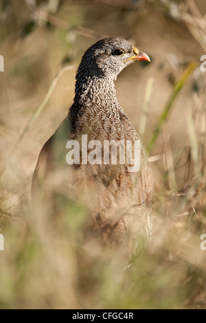 A Natal Francolin in erba lunga (Pternistis natalensis) Foto Stock