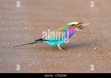 Lilla rullo contraffacciate mangiare un insetto (Coracias caudata) Foto Stock