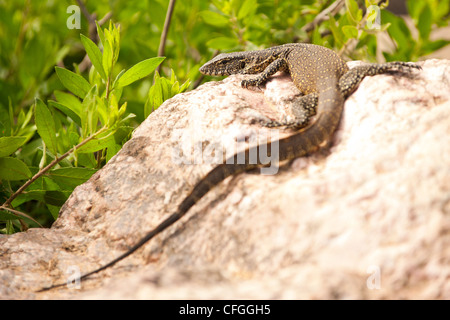 Un africano Monitor acqua Lizard su una roccia (Varanus salvator) Foto Stock