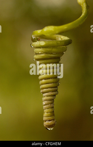 La vegetazione di foresta nel versante occidentale di Mindo Cloud Forest, Ecuador Foto Stock