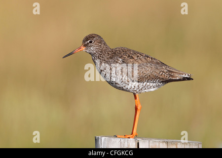 Redshank - uccello adulto a guardare fuori sentry Foto Stock