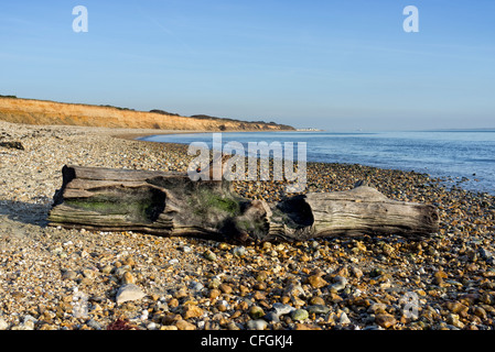 Driftwood lavato fino sulla spiaggia Foto Stock