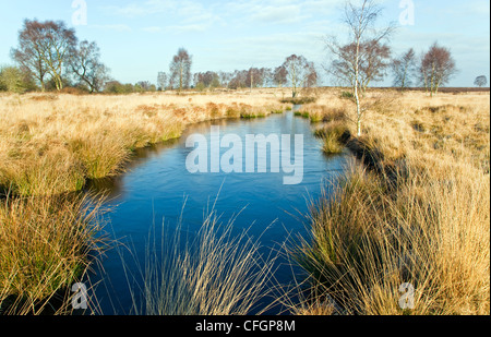 Prati con piscina Womere a metà inverno Cannock Chase Country Park AONB (area di straordinaria bellezza naturale) Staffordshire Foto Stock