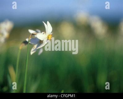 La molla narcisi nella calda luce del tramonto. Foto Stock