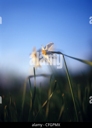 La molla narcisi nella calda luce del tramonto Foto Stock