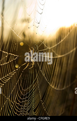 Un ragno si aggrappa al centro del suo web coperto di rugiada all'alba. Foto Stock