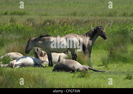 Konik Pony - aka polacco cavallo primitivo. Foto Stock