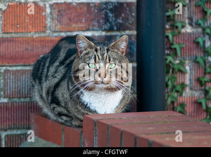 Un tabby cat su una parete. Visto in Cambridge, Inghilterra. Foto Stock