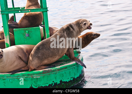 foche del porto Foto Stock