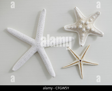 Starfish: Coastal Still Life Foto Stock