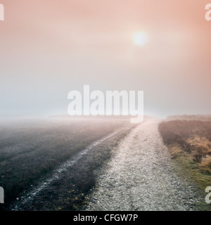 Nebbia di mattina a Cannock Chase AONB (area di straordinaria bellezza naturale) in Staffordshire Midlands England Regno Unito Foto Stock