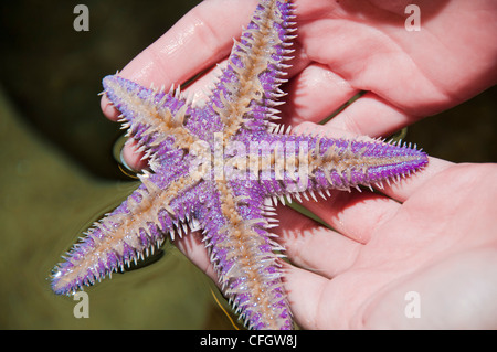 Violetta starfish lato inferiore Foto Stock