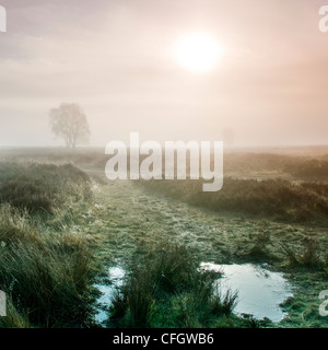 Sunrise Nebbia di mattina a Cannock Chase AONB (area di straordinaria bellezza naturale) in Staffordshire Midlands England Regno Unito Foto Stock