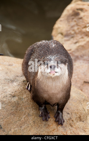 Asian small artigliato otter Foto Stock