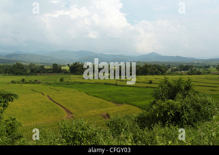 Elk208-4347 Thailandia Chiang Dao, Maetaman Elephant Camp, riso paddi paesaggio Foto Stock