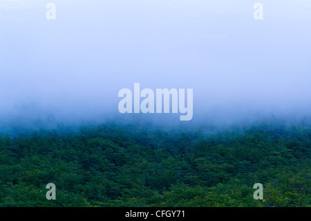 Il cloud e la nebbia sindone la tettoia di un impenetrabile fitta foresta di faggio. Foto Stock