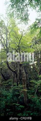 Un primordiale fitta e rigogliosa sud della foresta di faggio in una valle alpina. Foto Stock