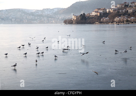 Gli uccelli sul lago ghiacciato Foto Stock