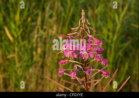 Epilobium angustifolium anche chiamato Rosebay Willowherb in estate vicino al mare di Turku, Finlandia Foto Stock