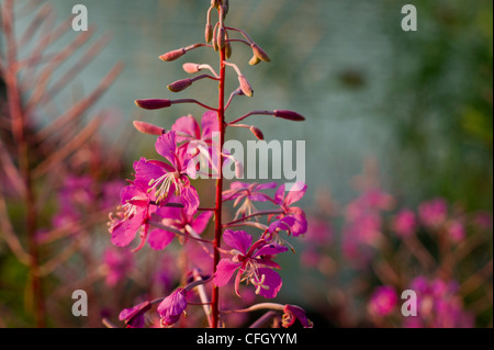 Epilobium angustifolium anche chiamato Rosebay Willowherb in estate vicino al mare di Turku, Finlandia Foto Stock