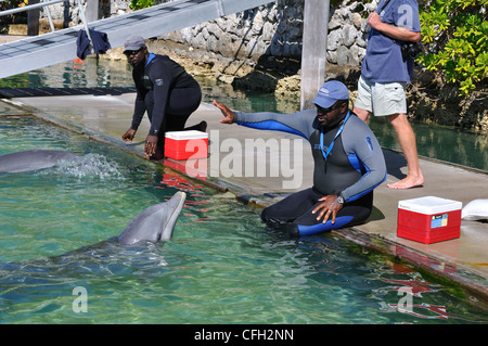 UNEXSO Dolphin incontro ravvicinato, Bahamas Foto Stock