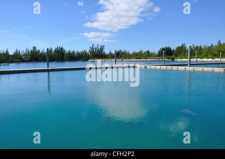 UNEXSO Delfinario di Freeport, Bahamas Foto Stock