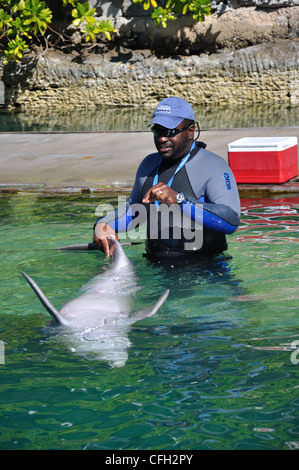 UNEXSO Dolphin incontro ravvicinato, Bahamas Foto Stock