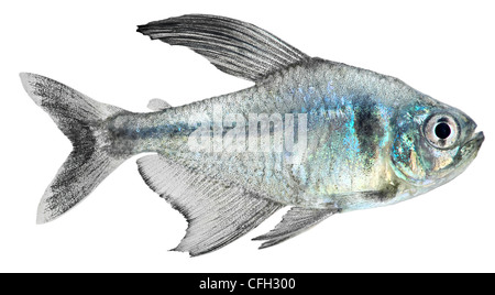 Fantoccio nero Tetra isolato in uno sfondo bianco (Hyphessobrycon megalopterus) Foto Stock