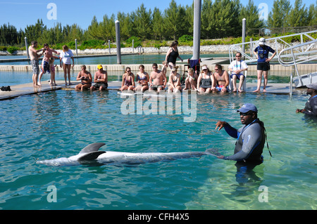 UNEXSO Dolphin incontro ravvicinato, Bahamas Foto Stock