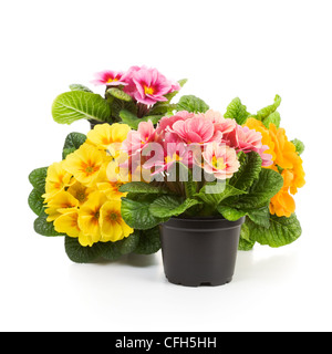 Plastica vasi crescente con la primula fiori in primavera Foto Stock