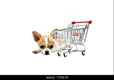 Cane di Pomerania accanto ad un vuoto carrello, su bianco Foto Stock