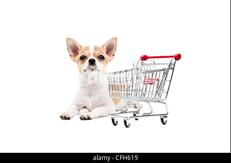 Cane di Pomerania accanto ad un vuoto carrello, su bianco Foto Stock