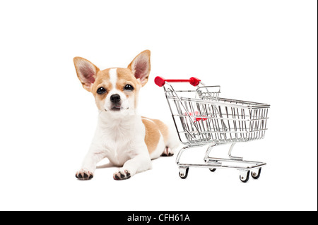 Cane di Pomerania accanto ad un vuoto carrello, su bianco Foto Stock