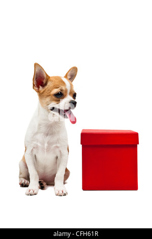 Cane di Pomerania accanto a un rosso presente box, su bianco Foto Stock