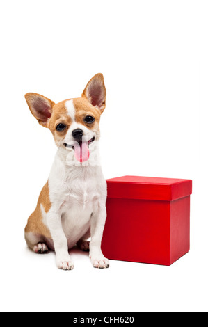 Cane di Pomerania accanto a un rosso presente box, su bianco Foto Stock