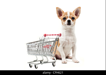 Cane di Pomerania accanto ad un vuoto carrello, su bianco Foto Stock