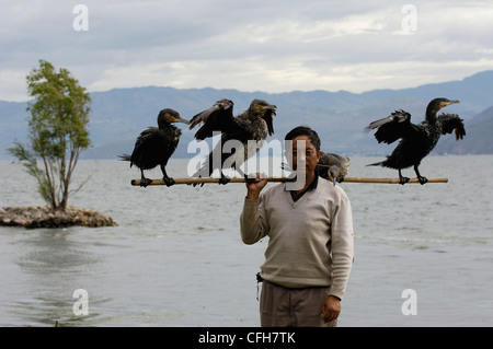 Bai cormorano pescatore sul Lago Erhai, Dali nella provincia dello Yunnan in Cina Foto Stock