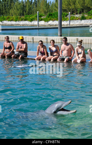 UNEXSO Dolphin incontro ravvicinato, Bahamas Foto Stock