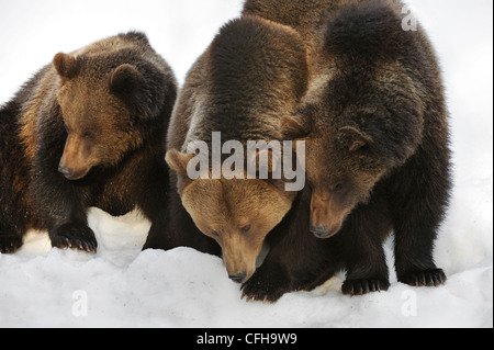 Eurasian l'orso bruno (Ursus arctos arctos) femmina con due due-anno-vecchio Lupetti nella neve in primavera, Europa Foto Stock