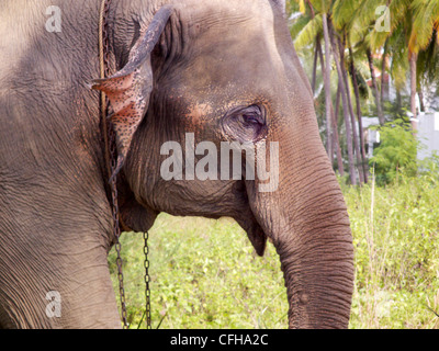 Thai Elephant, mangiare in area boschiva. Addomesticati. Area forestale in Khao Lak Thailandia. Foto Stock