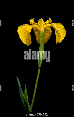 Bandiera gialla Iris, Isle of Mull, Scozia. Giugno. Foto Stock