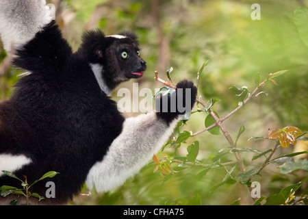 Indri alimentazione nella foresta pluviale tropicale, Andasibe-Mantadia Parco nazionale del Madagascar. IUCN specie in via di estinzione. Foto Stock