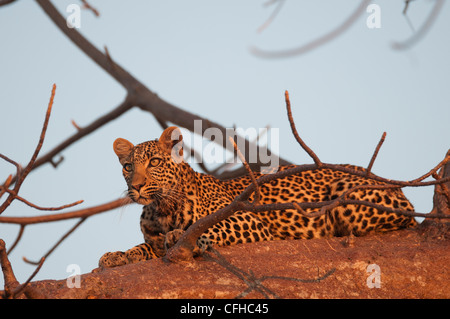 Leopard checking out impala dall'altezza di un baobab Foto Stock