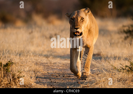 La leonessa chiamato Evander camminando su un percorso di elefante Foto Stock